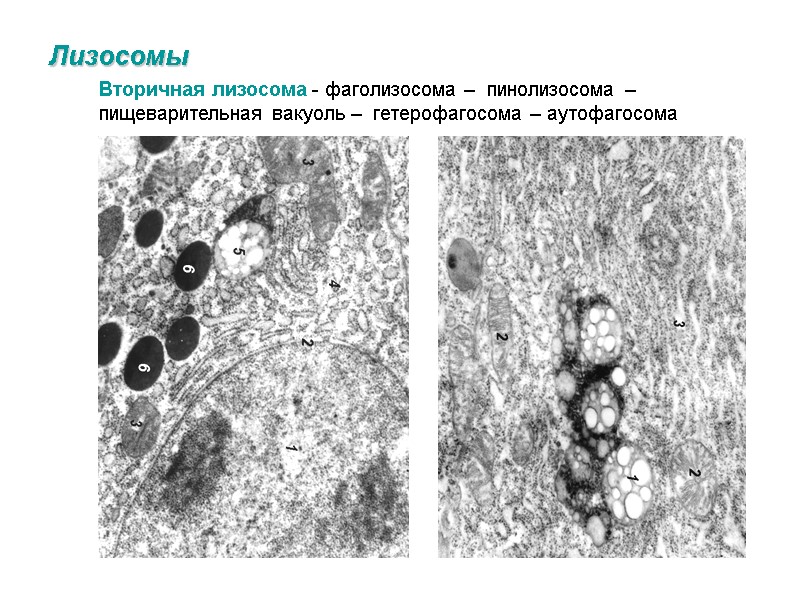 Лизосомы Вторичная лизосома - фаголизосома –  пинолизосома – пищеварительная вакуоль –  гетерофагосома